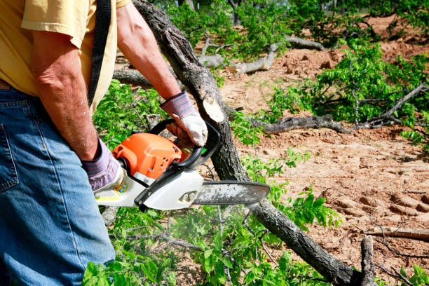 Best Tree and Shrub Care  in USA